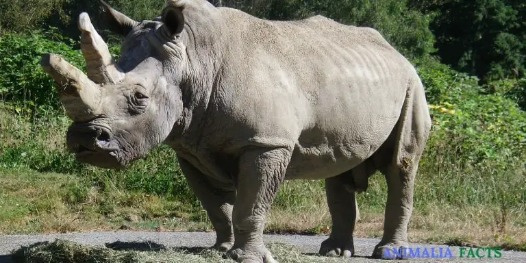 Old rhinoceros