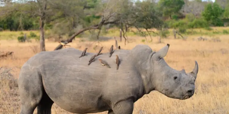 Rhino and birds