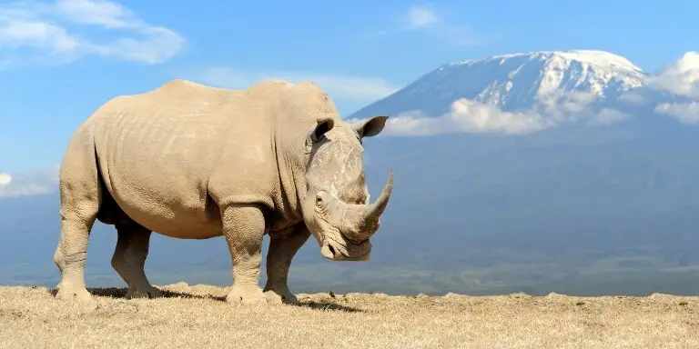 Rhinoceros Physique