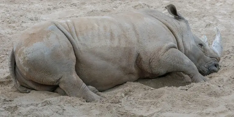 Sumatran rhino takes rest