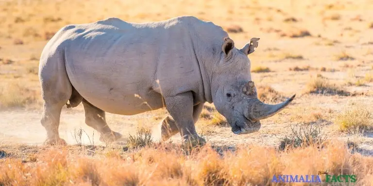 White rhinoceros looking for food