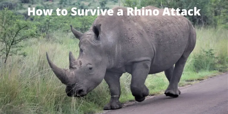 Why do rhinos charge