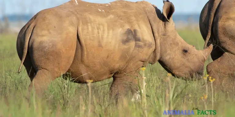 Young rhinoceros