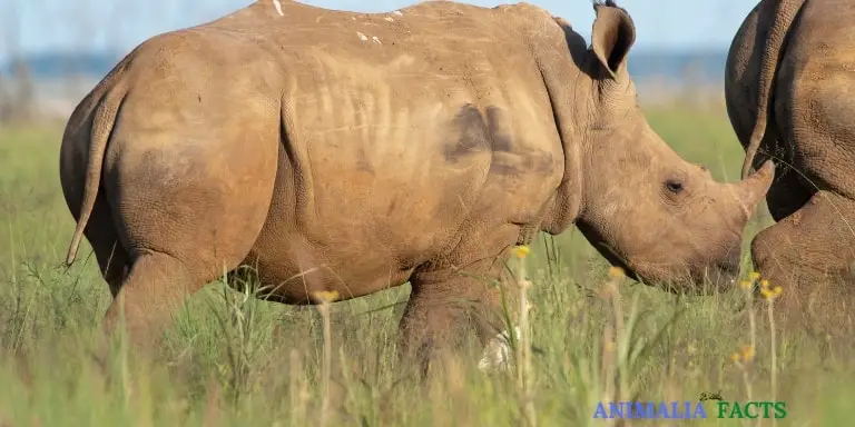 How Long Do Rhinos Live? Rhino Life Cycle Explained