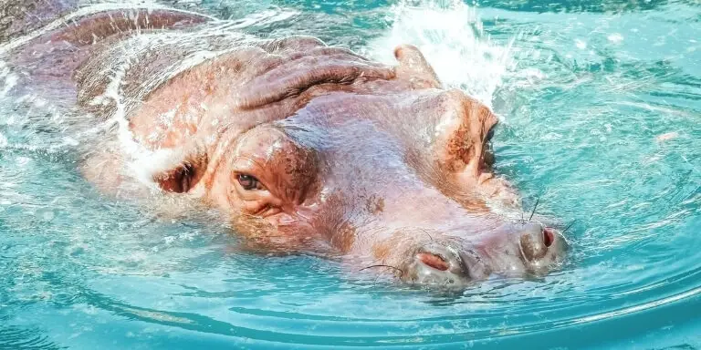 how fast can a hippo swim