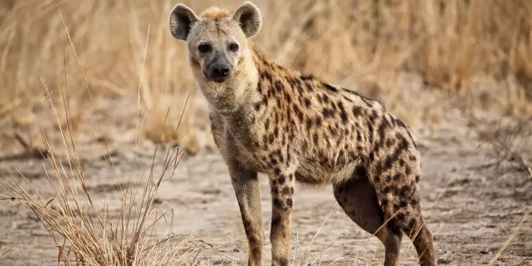 hyena