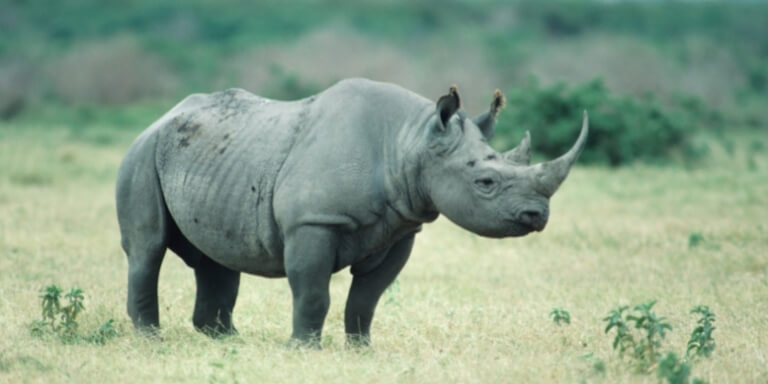 African Black Rhinoceros