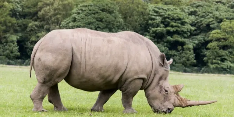 African White Rhinoceros