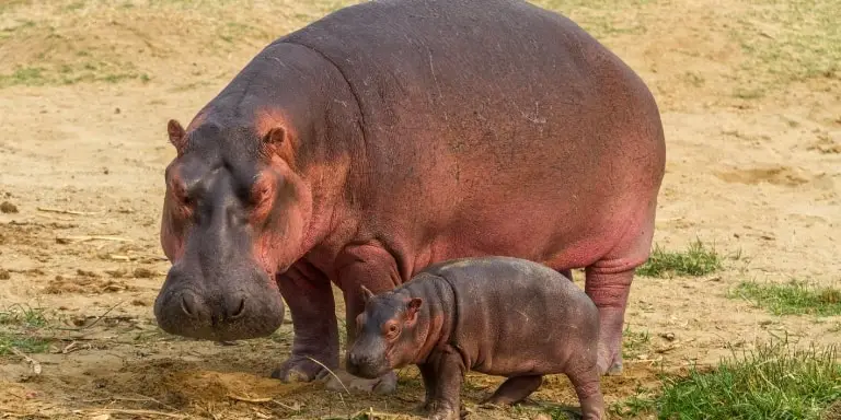 Baby hippo walk with mother