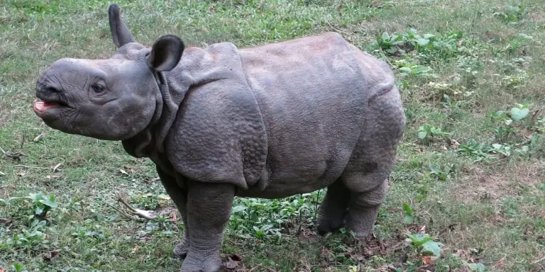 Baby rhino