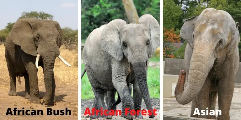 three type of Elephant
