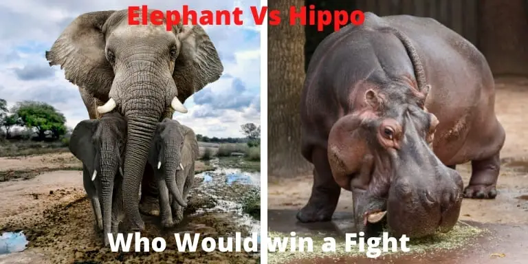 Elephant vs Hippo