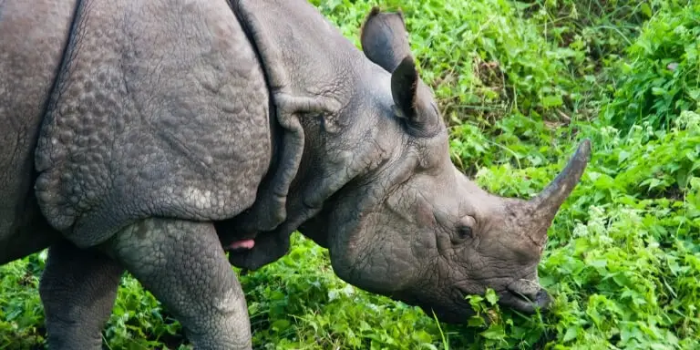 Great one horned rhino