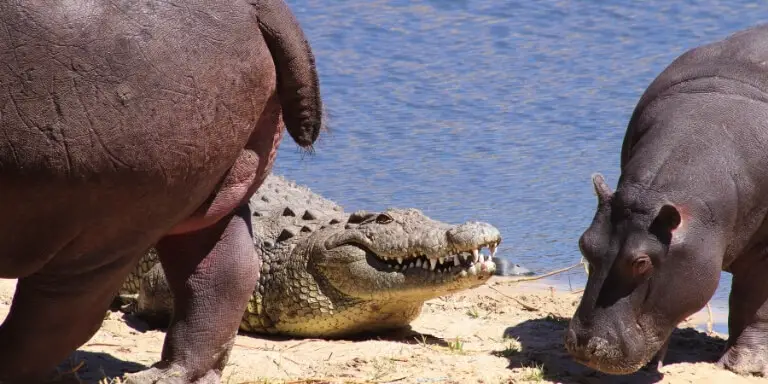 Hippo and crocodile on riverbank