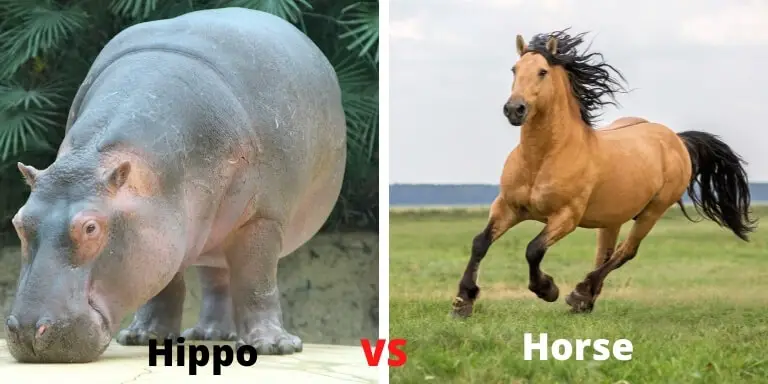 Hippo vs horse who is faster