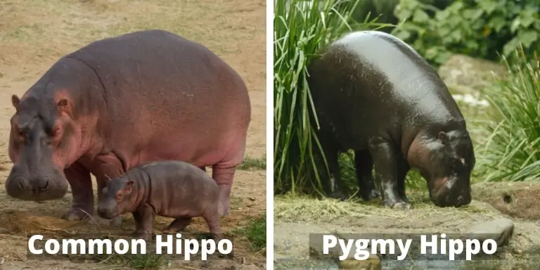 Common hippo and pygmy hippo