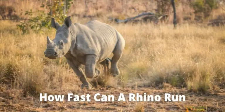 How Fast Can a Rhino Run? All 5 Species Speed Comparison