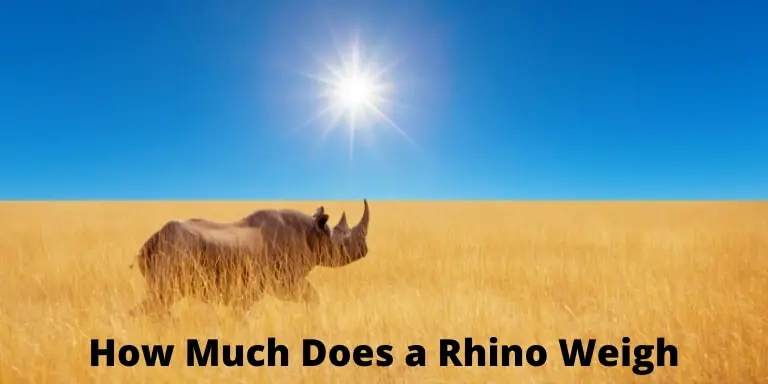 How Much Does a Rhino Weigh