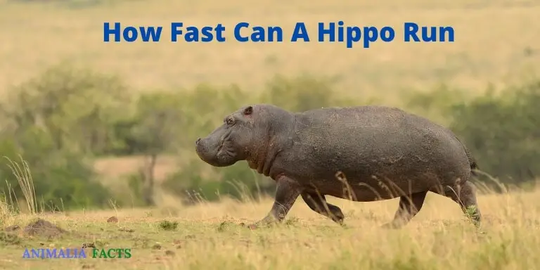 How fast can a hippo run