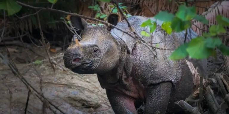 Javan Rhino on river bank
