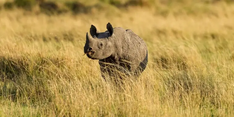 Rhino calf running