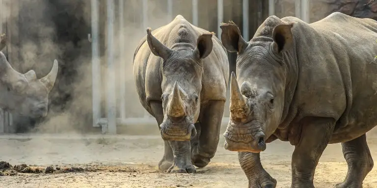 How Fast Can a Rhino Run? All 5 Species Speed Comparison