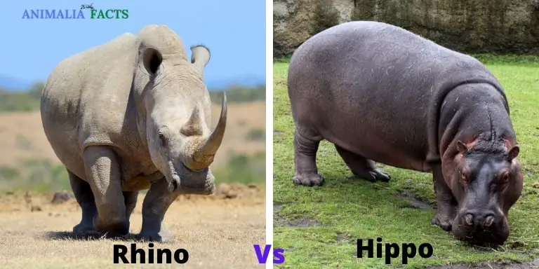 Rhino vs Hippo - who is heavier
