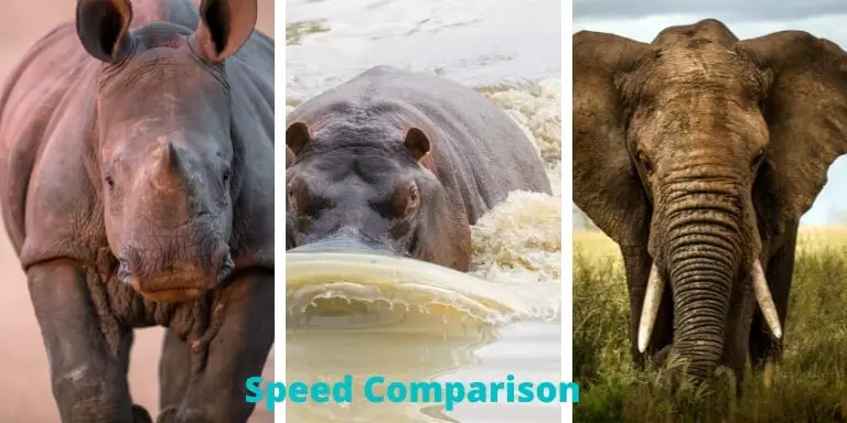 Rhino vs hippo vs elephant speed