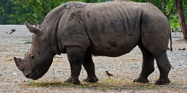 Sumatran rhino walking