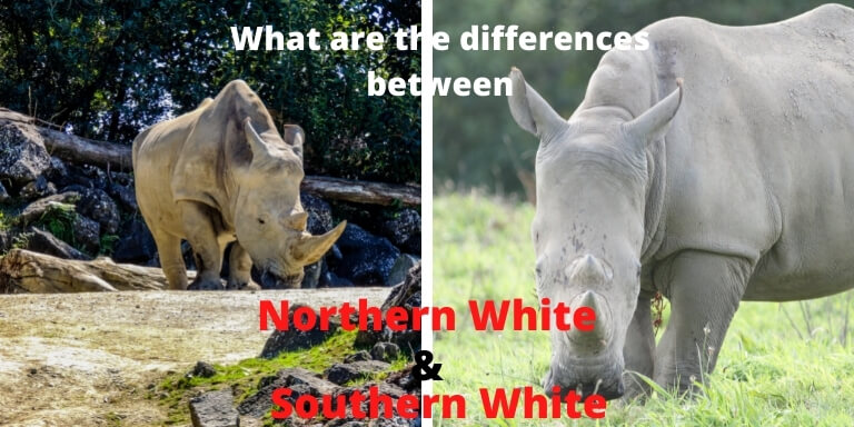 differences between northern and southern white rhino