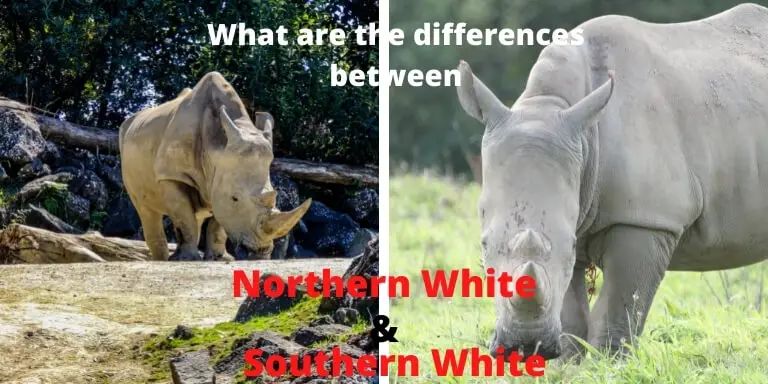 differences between northern and southern white rhino