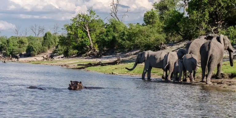 elephant and hippo