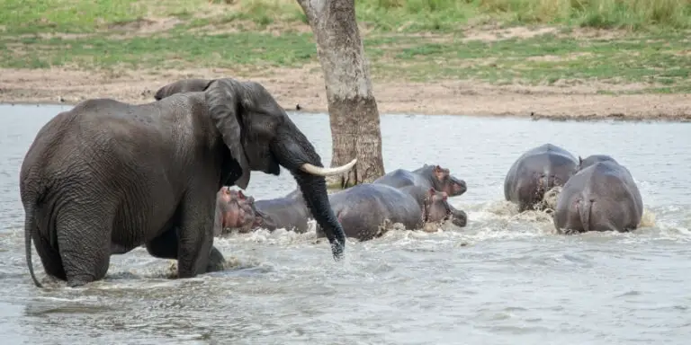 elephant chasing hippos
