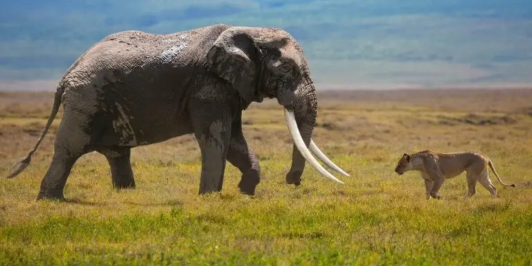 elephant vs lion- face off