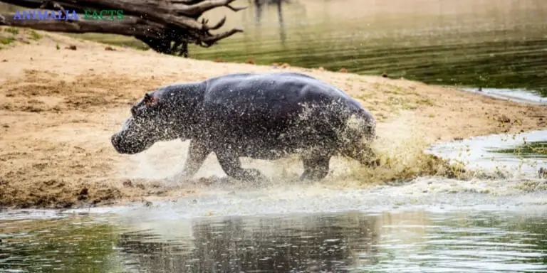hippo running