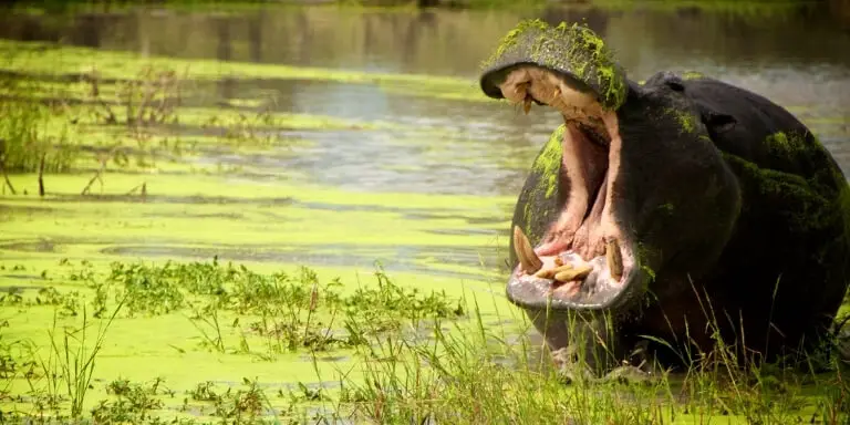 hippo yawn