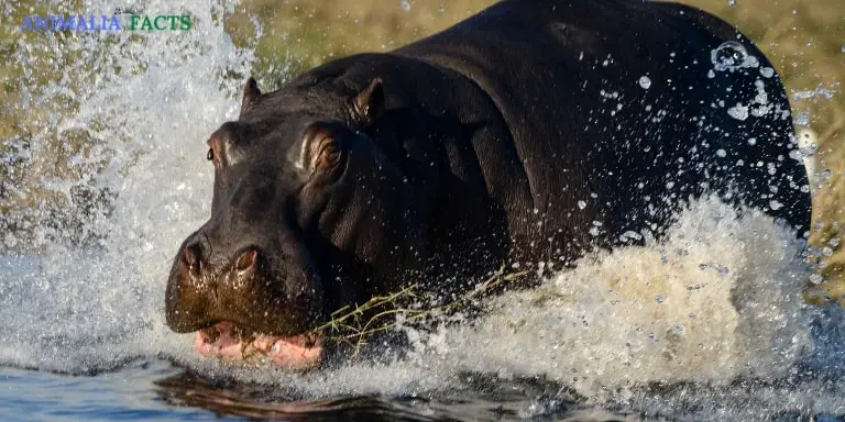 hippopotamus speed