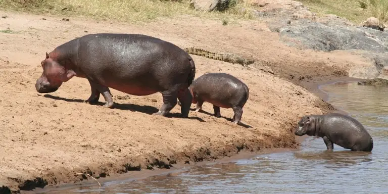 hippos going on land
