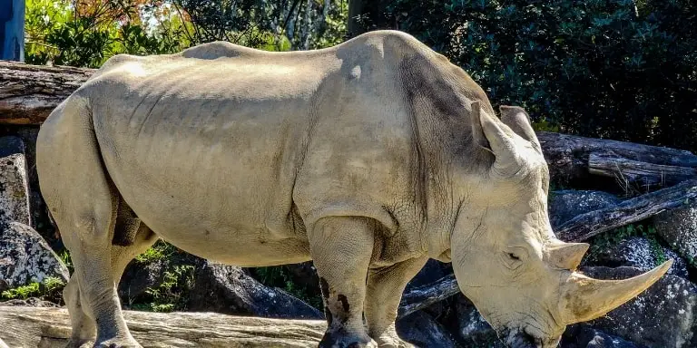 northern white rhinoceros