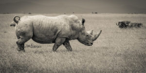 9 Differences Between Northern and Southern White Rhino