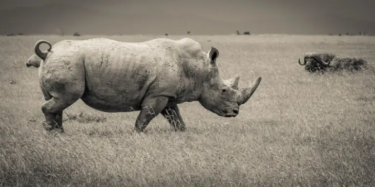 southern white rhinoceros