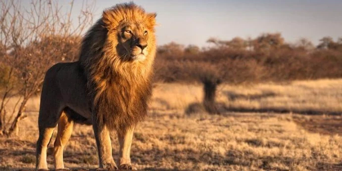 Adult male lion