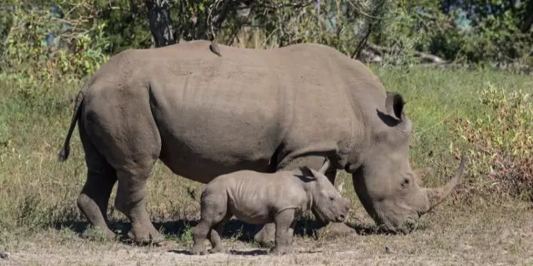 Baby rhinoceros walking beside mother