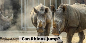 Can Rhinos Jump or Walk Backwards?
