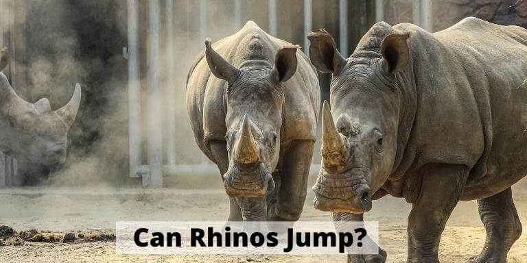 Can Rhinos Jump
