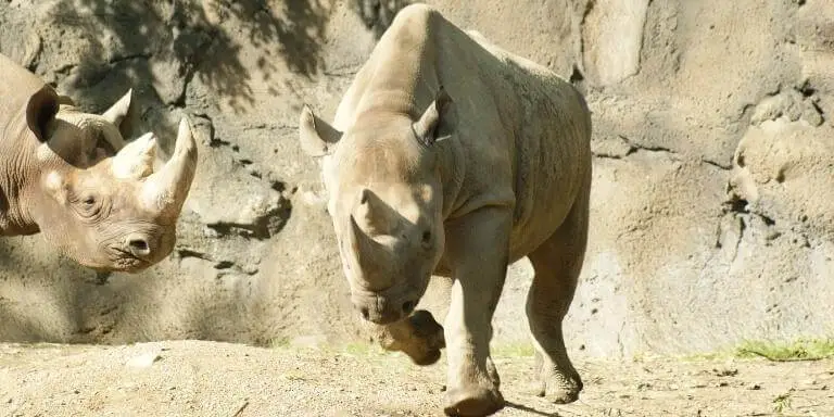 Can baby rhinos Jump