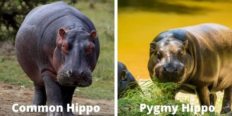 Common hippo vs pygmy hippo