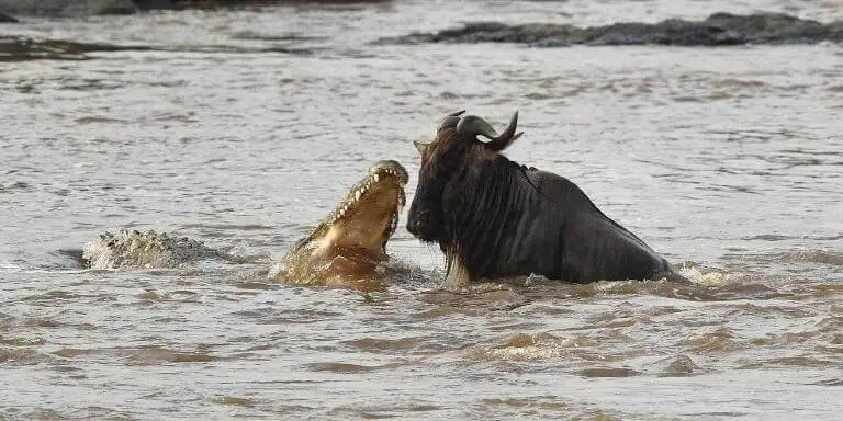 Crocodile attack