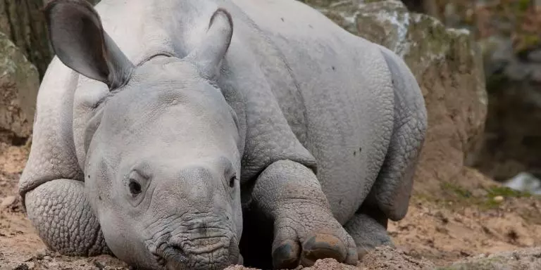 Cute baby rhinoceros