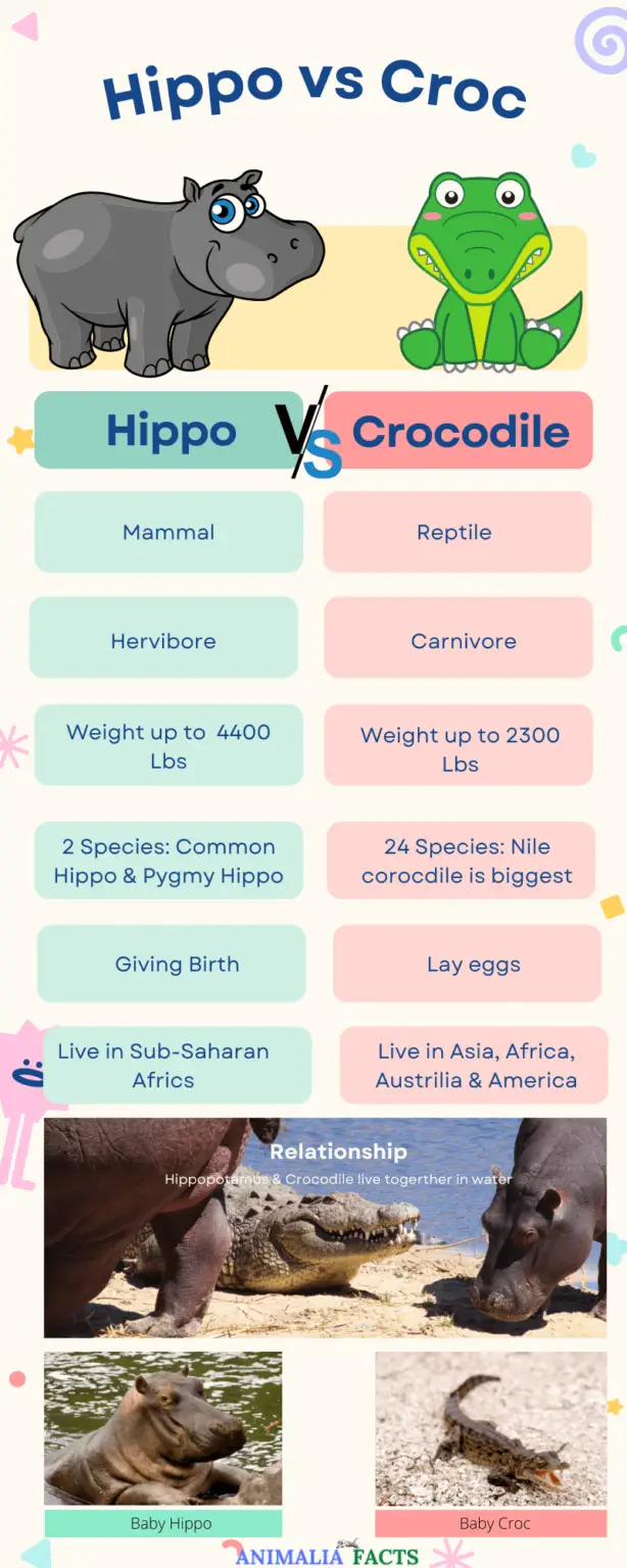 Hippo vs Crocodile | Who Would Win in a Fight?